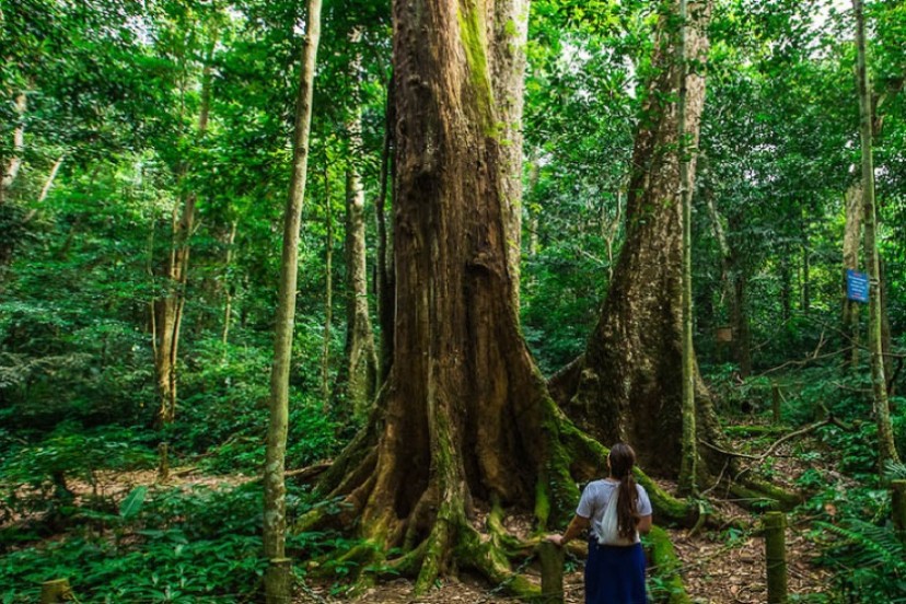 Experiences Of Traveling In Cuc Phuong National Park Experiences Of Traveling In Cuc Phuong National Park
